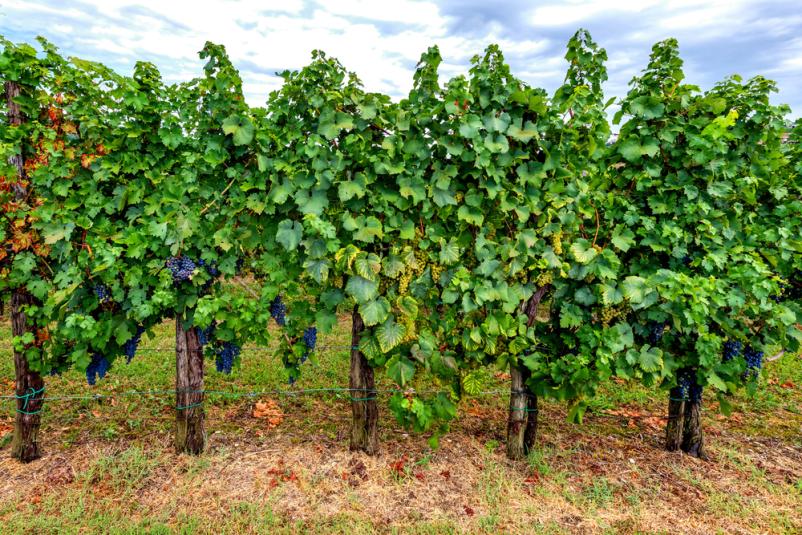 Vinogradniška oprema Slovenija