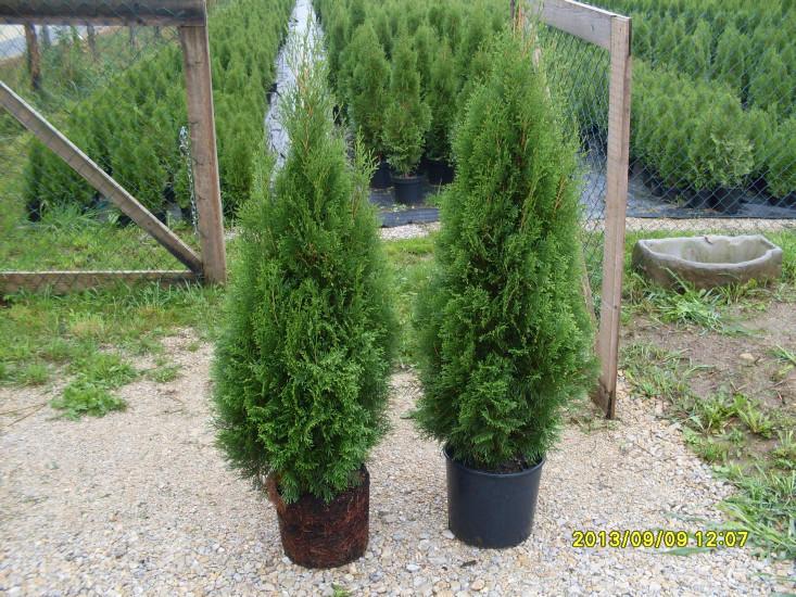 Ciprese za živo mejo