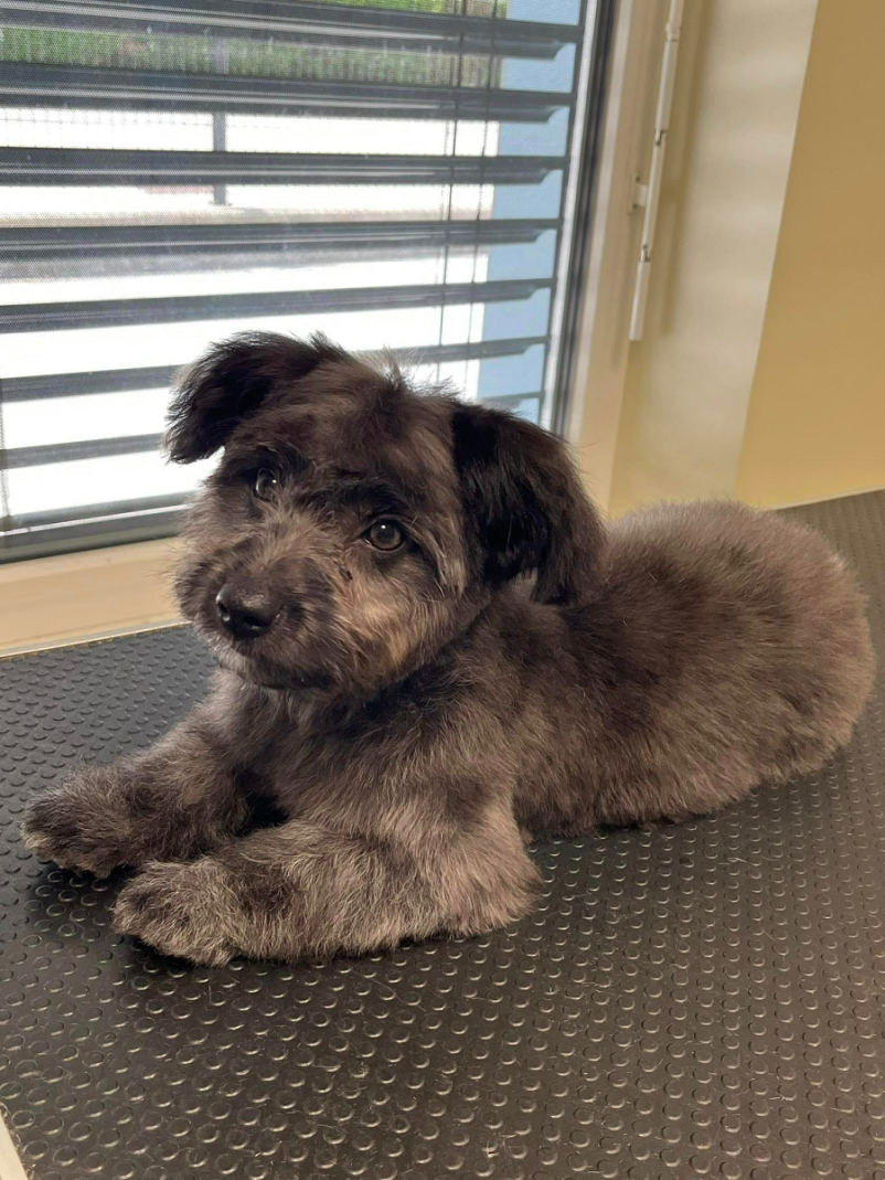 Dober pasji salon Dolenjska