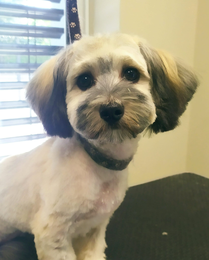 Poceni pasji salon Dolenjska