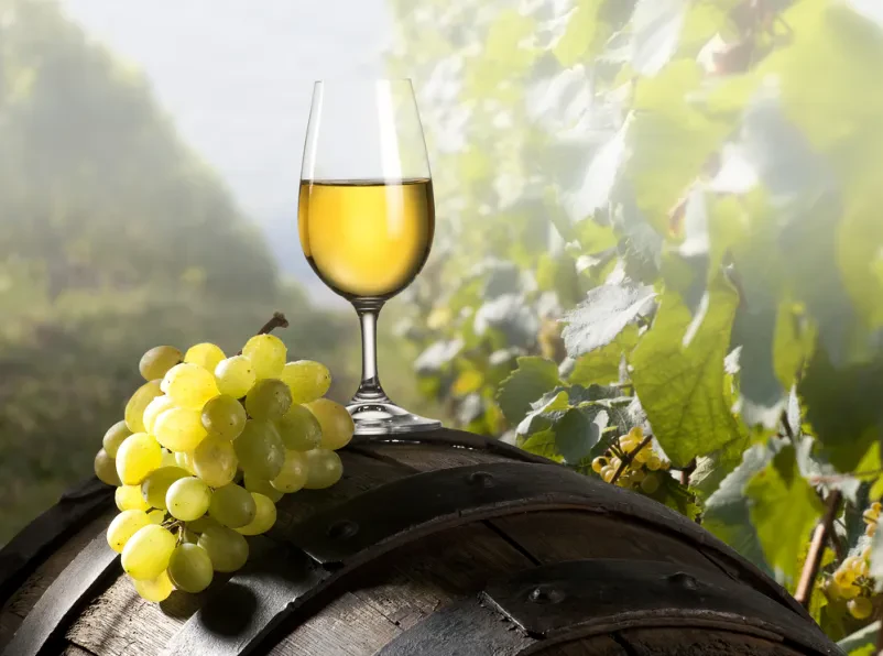 Kvalitetna domača vina Goriška