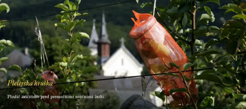 Kvalitetna Dolenjska vina - okusite naravo in tradicijo v vsakem kozarcu