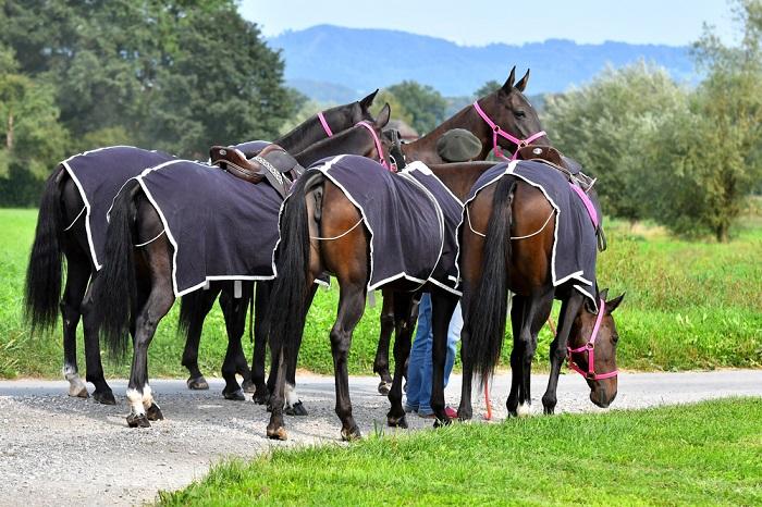 vzreja športnih konj v Sloveniji