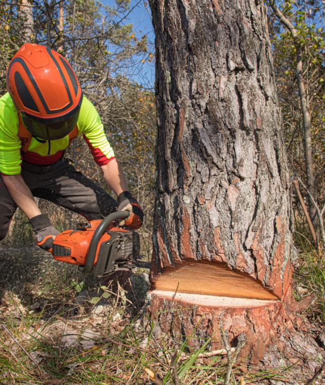 Vabljeni k vpisu na srednjo gozdarsko in lesarsko šolo v Postojni!