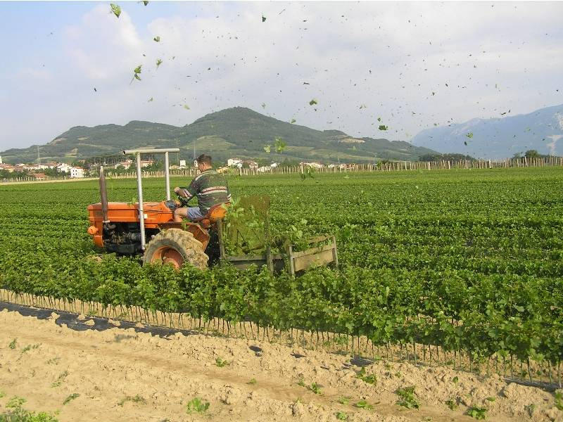 Verhauf von gepfropften Weinreben Slowenien