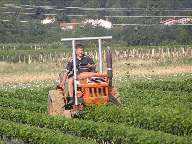 Verkauf von hochwertigen gepfropften Weinreben Slowenien