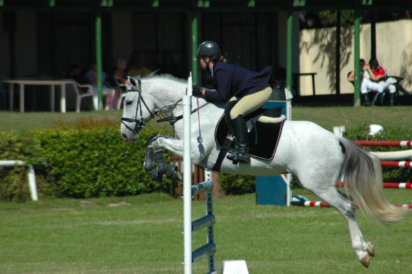 Vzreja športnih konj Slovenija