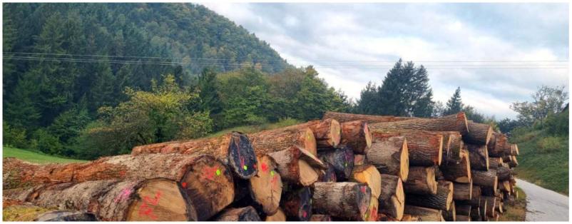Najboljša izbira žaganja lesa v Savinjski dolini