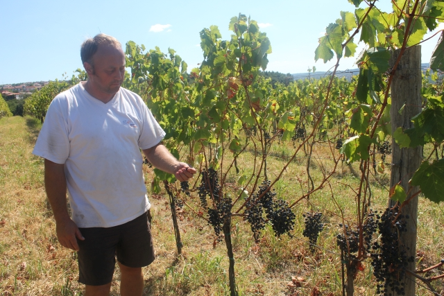 Bela in rdeča vina Škofije