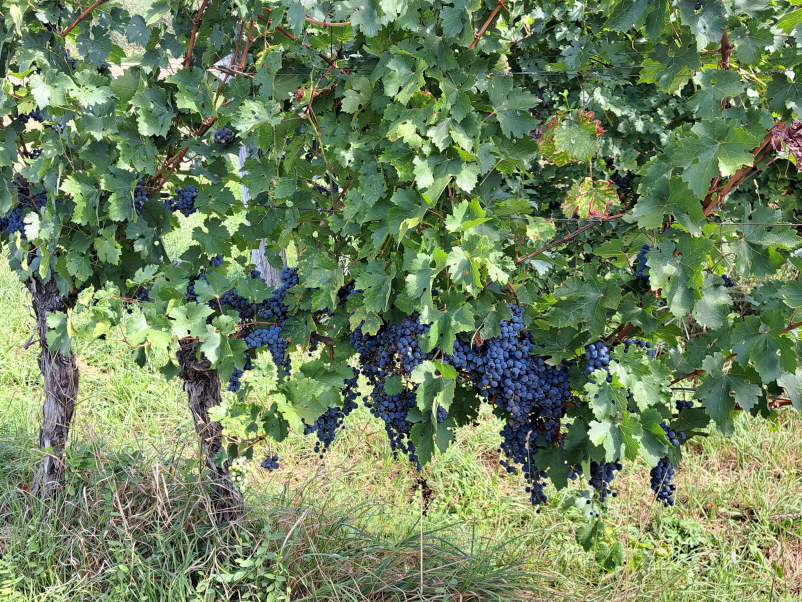 Vrhunska vina Škofije