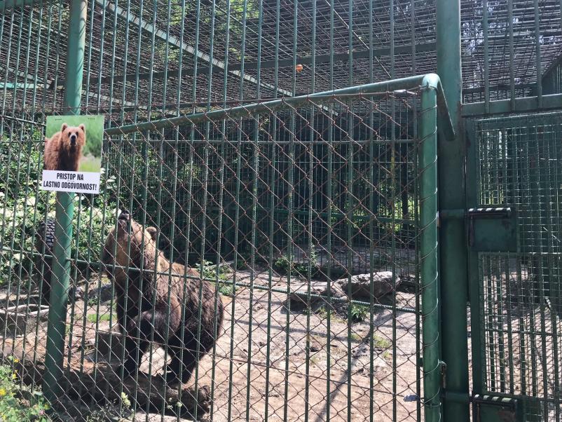 Domača slovenska hrana, domače divjačinsko meso