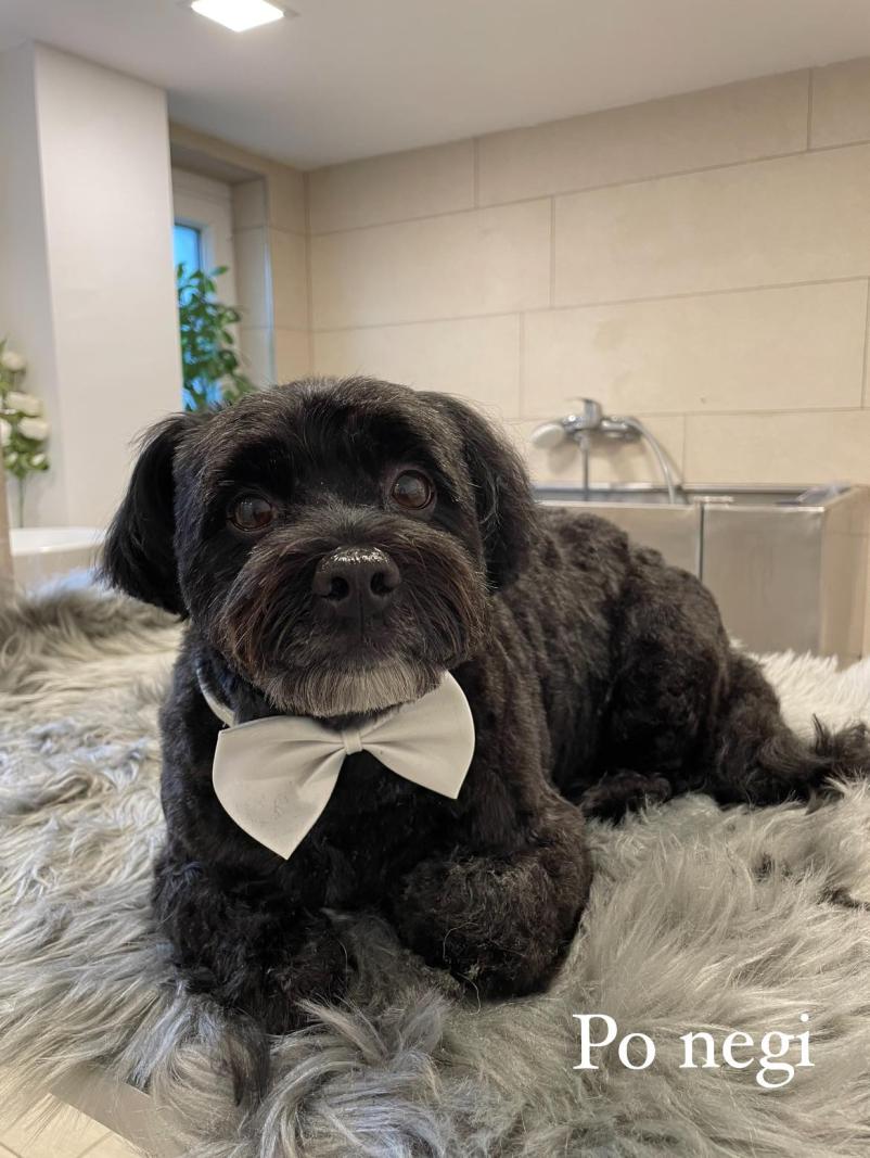 Urejen in negovan psiček