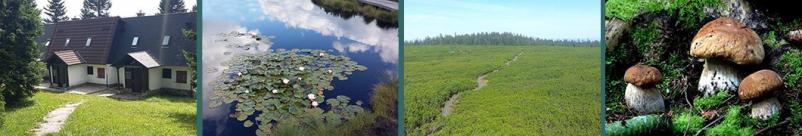 Poceni najem apartmaja na Rogli