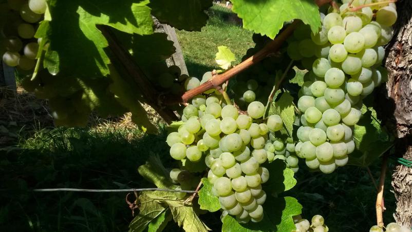 Za prodajo kvalitetnih vin Jurovski dol in vsa Štajerska najraje izbereta vinogradništvo Križovnik