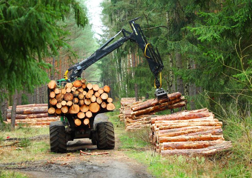 Sečnja in spravilo lesa Nova Gorica