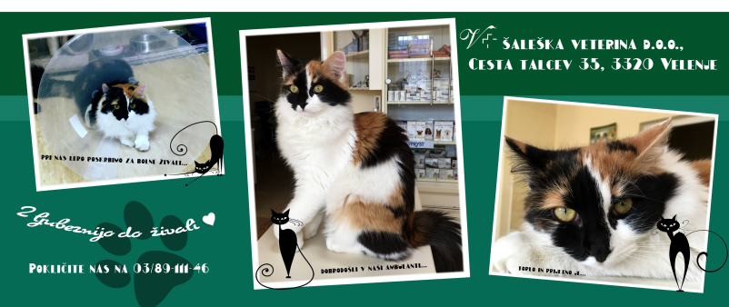 Predana skrb za zdravljenje malih in velikih živali, Velenje, Šaleška