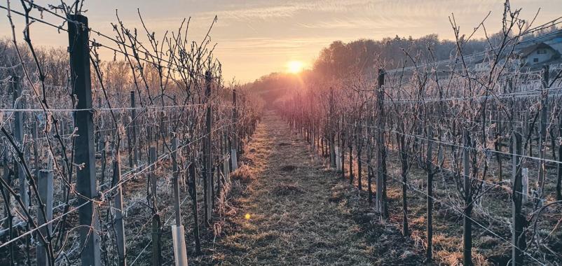 Bela, rdeča, peneča in mirna vina Podravska