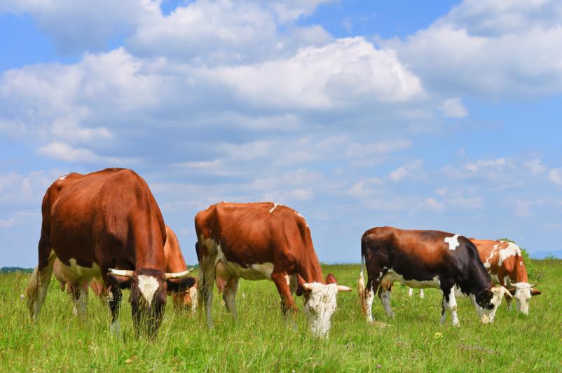 Prodaja goveda Slovenija