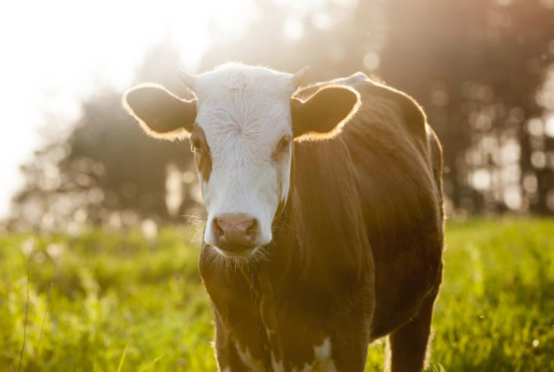 Ugodna prodaja goveda Slovenija