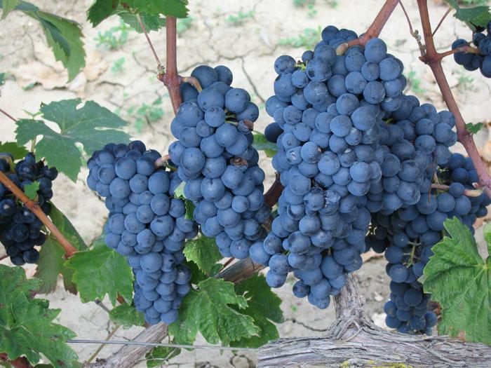 Sadnice za vino po Europi