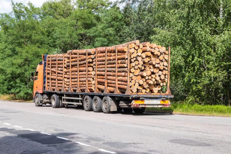 Transport hlodovine po Sloveniji