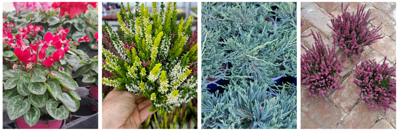 Sadike zelenjave Ljubljana