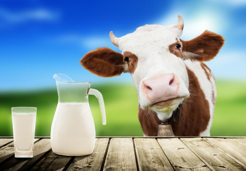 Kvalitetno domače sveže mleko Radomlje