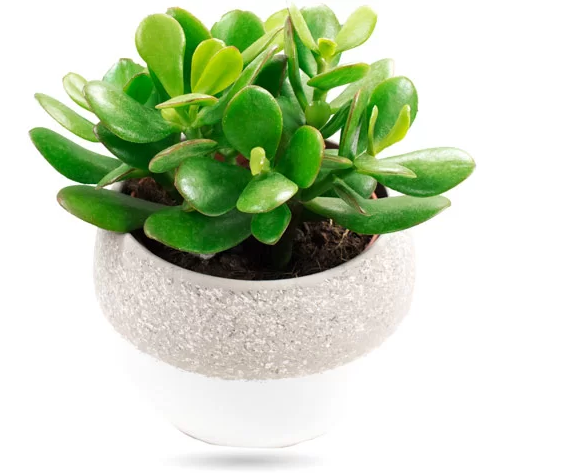 Drevo denarja Slovenija