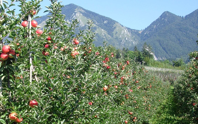 Poceni prodaja domačih sokov, suhega sadja, Gorenjska