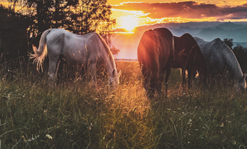 Šola jahanja za otroke Ljubljana