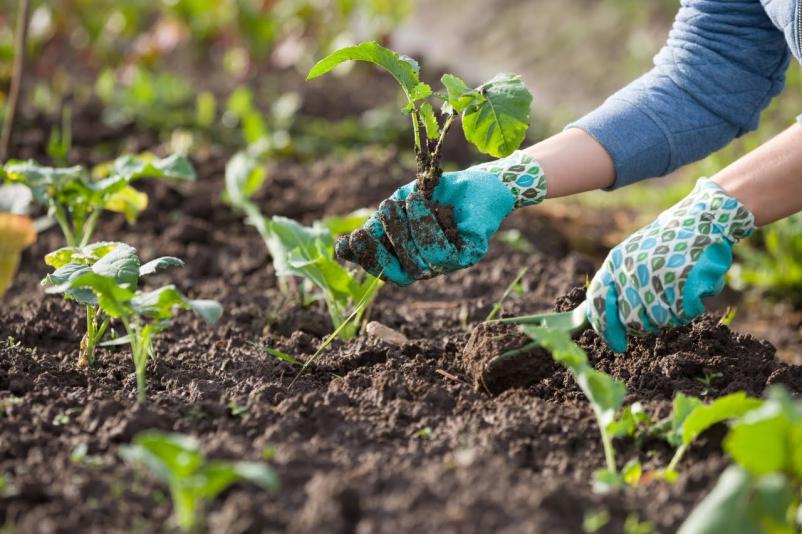 Zelenjavne sadike Sežana