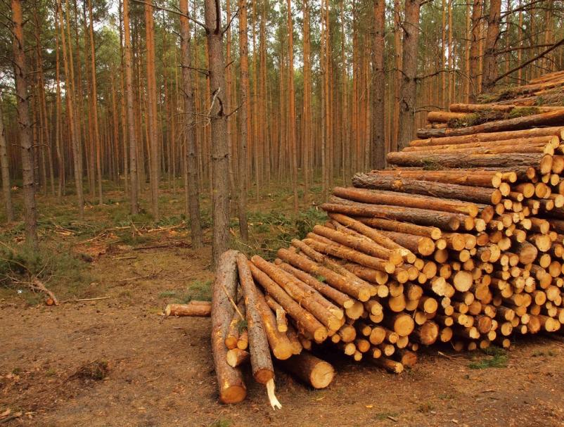 Posek lesa Koroška