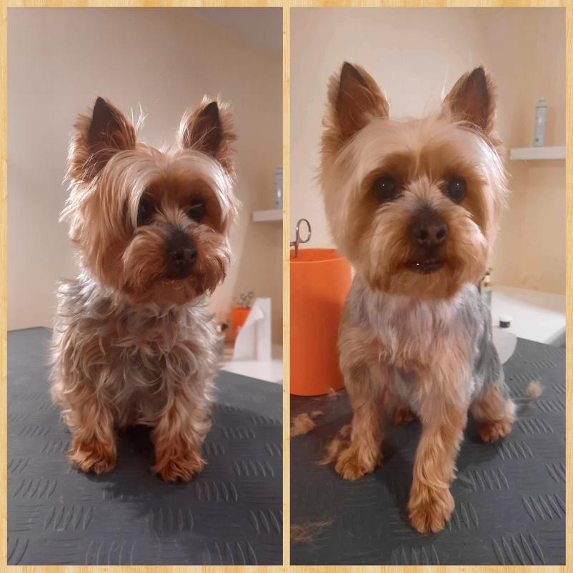 Salon za hišne ljubljenčke Prebold