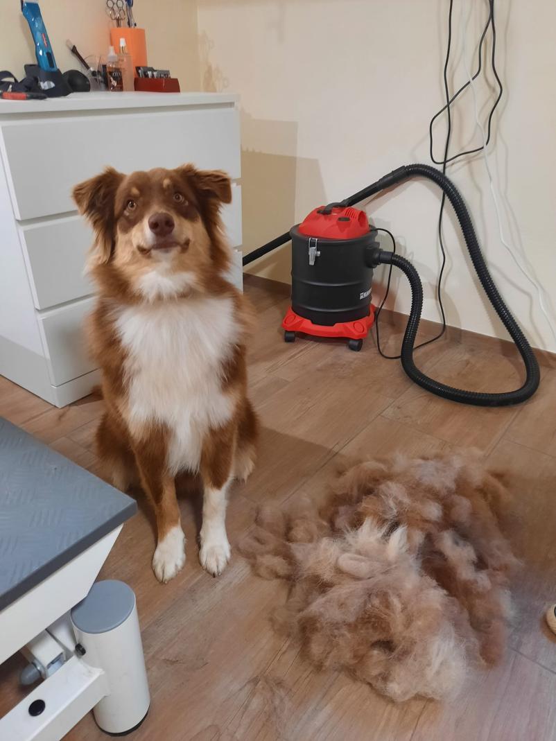 Obiščite naš salon za ljubljenčke v Preboldu