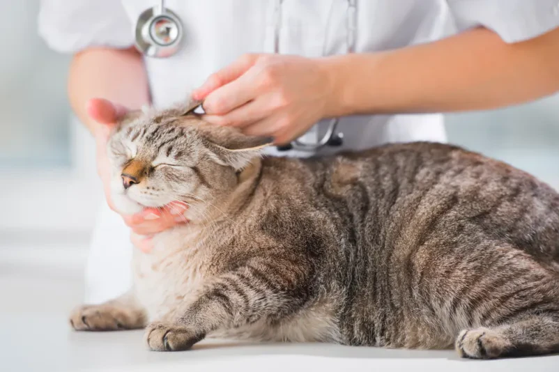Dežurni veterinar Goriška