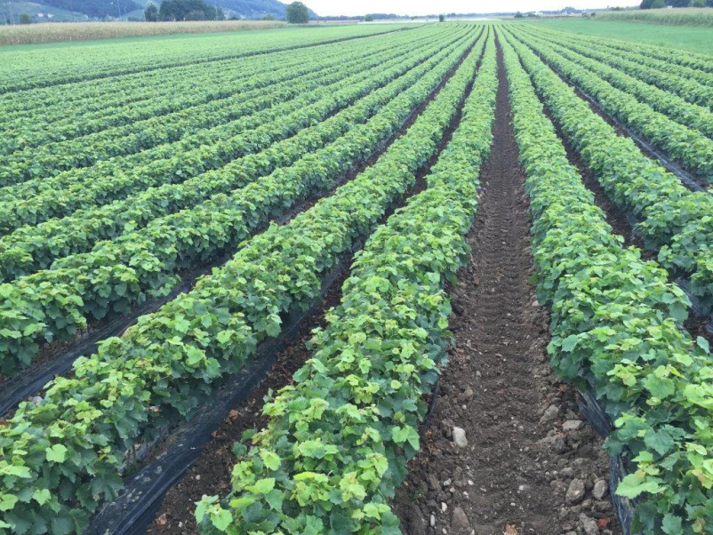 Gute Weinberg Ausrüstung, Slowenien