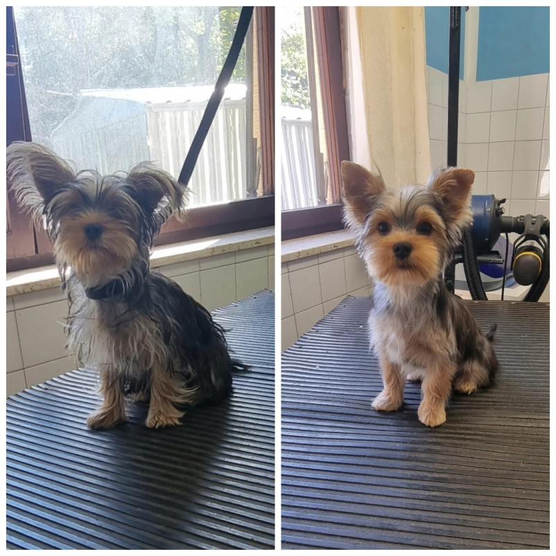 Nega psov in mačk Cerknica, Osrednja Slovenija