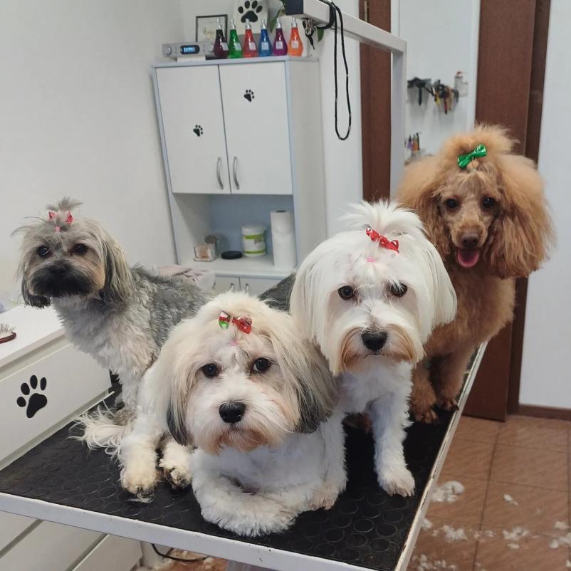 Nega psov in mačk Nova Gorica