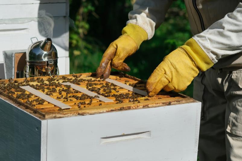 Prodaja transportnih škatel za čebelje družine Slovenija