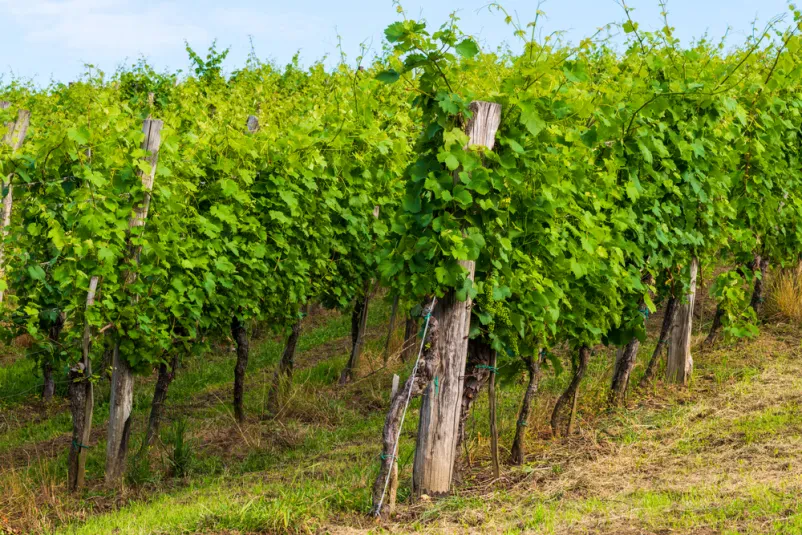 Prodaja kvalitetnih trsnih cepljenk Štajerska