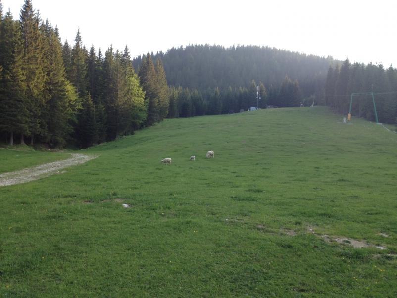 Zimska in poletna rekreacija na Pokljuki