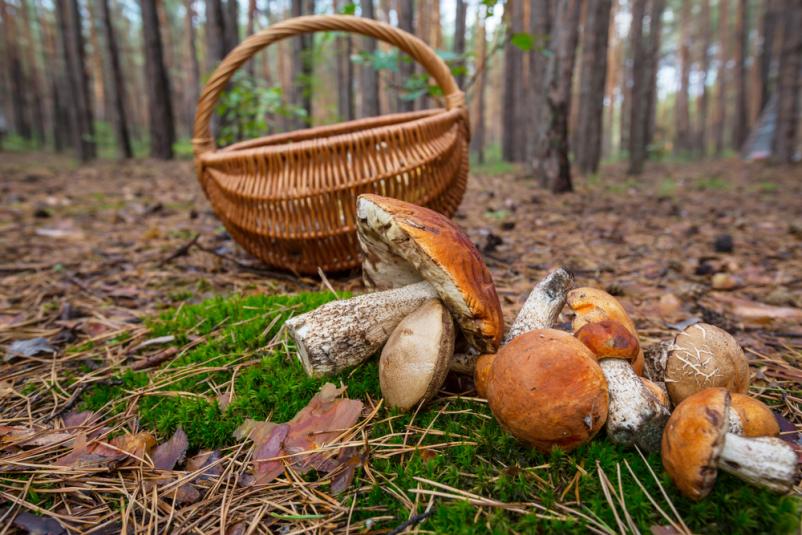 Sveže sezonske gobe Zagradec Ivančna Gorica