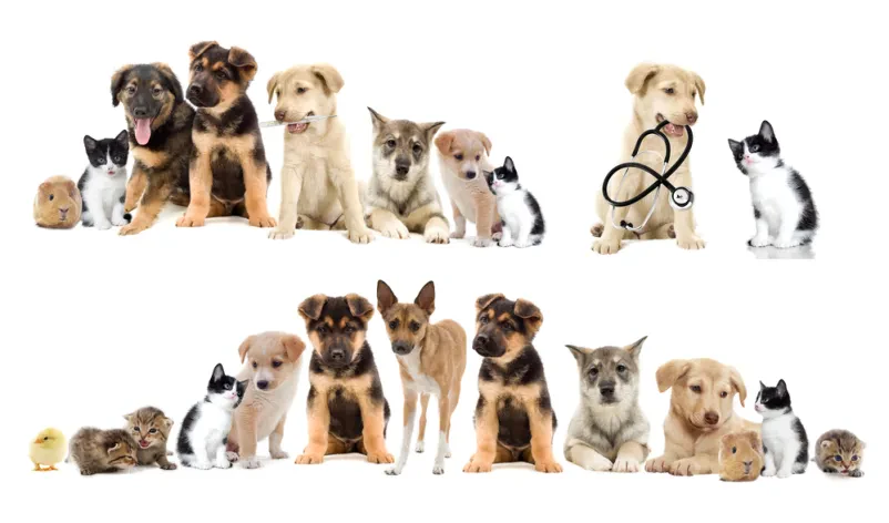 Veterinarska ambulanta Pomurje