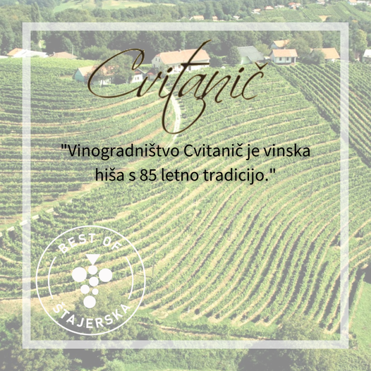 Vrhunska bela vina Ptuj