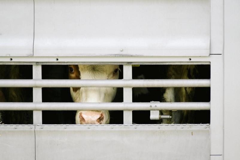 Günstige Lebendtiertransporte EU