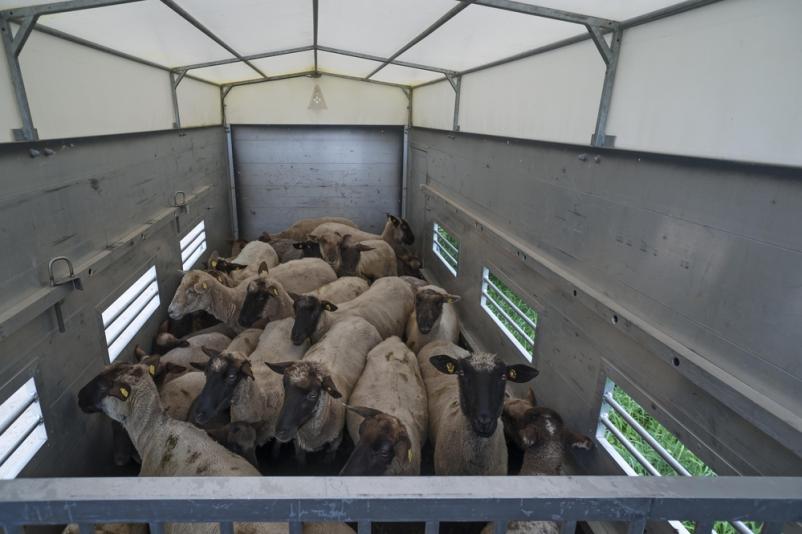 Transport lebender Tiere Slowenien, EU