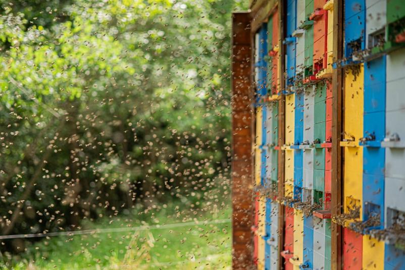 Dober domač med Slovenija