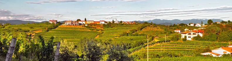 Najbolj kvalitetna bela vina Goriška