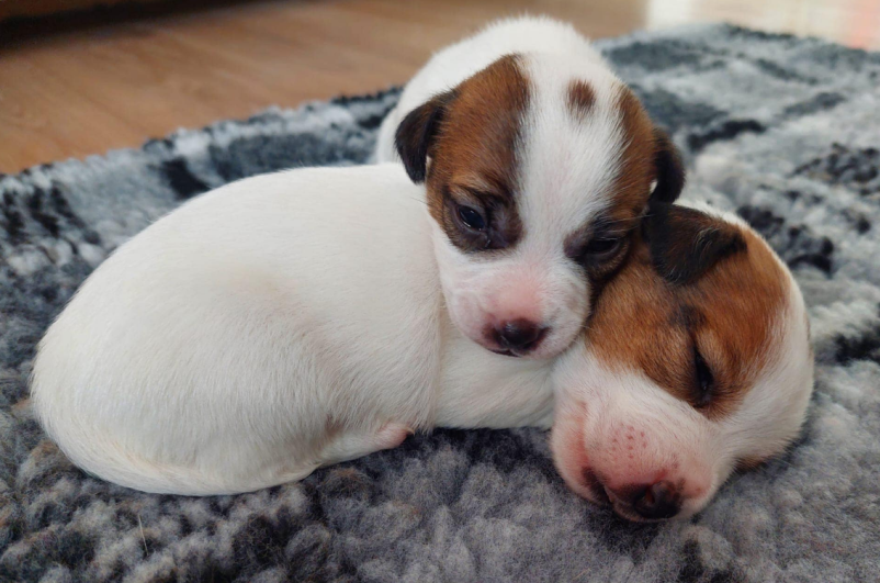 Pasji hotel, sprehajanje psa, Obala, Goriška