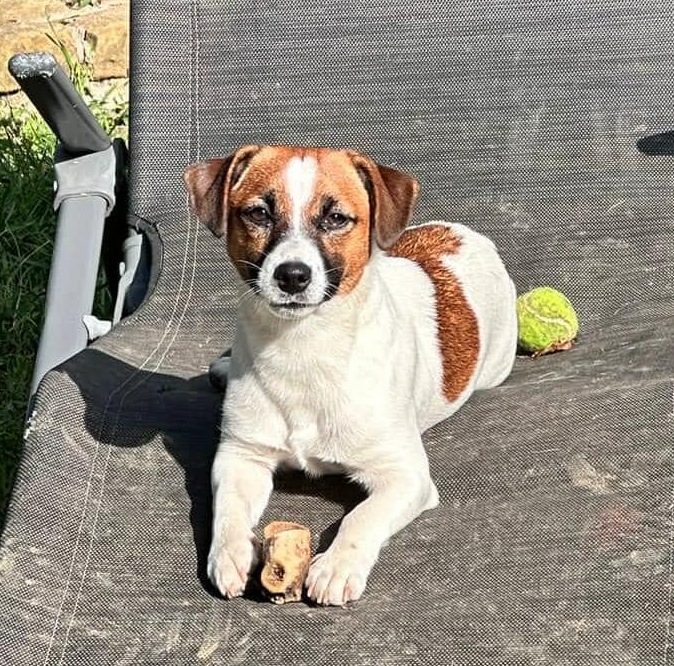 Sprehajanje psa, Obala, Goriška